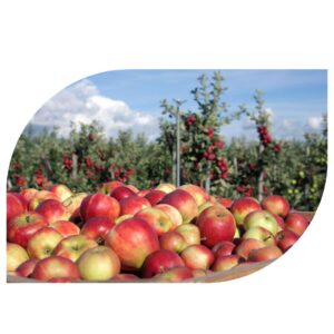 leeuwis fruit agrarisch